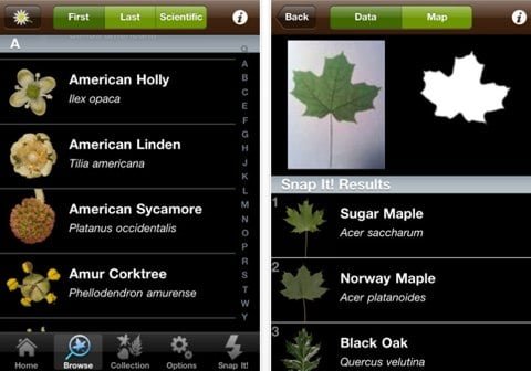 Come riconoscere gli alberi