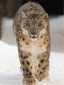 leopardo delle nevi