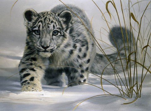 snow-leopard Snow Leopard