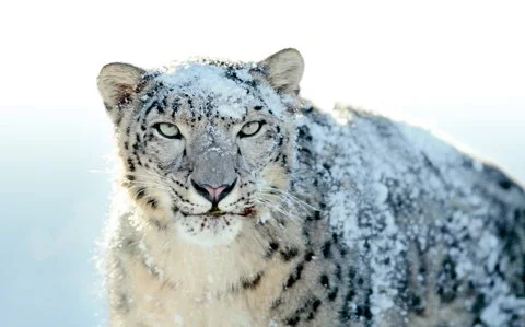Video Snow Leopard 1 Snow Leopard