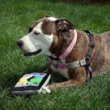 iPaw’d, l'iPad per il vostro cagnolino 1 iPaw’d