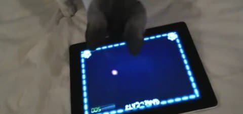 gatto iPad