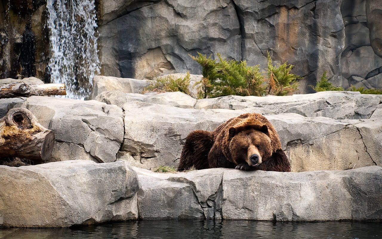 BearsLife