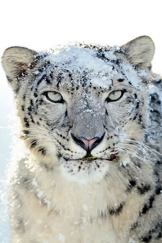 Snow Leopard