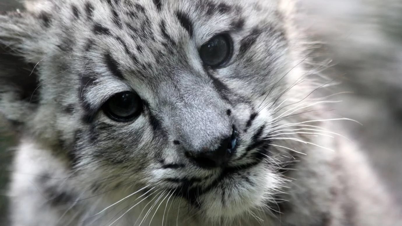 Snow Leopard