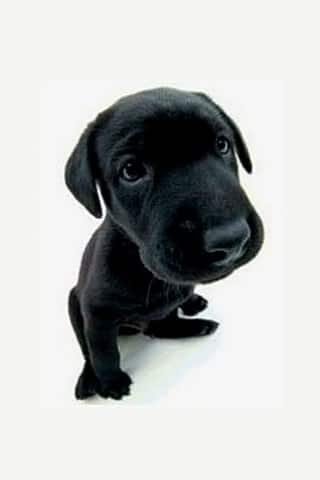 TheBlackPuppy