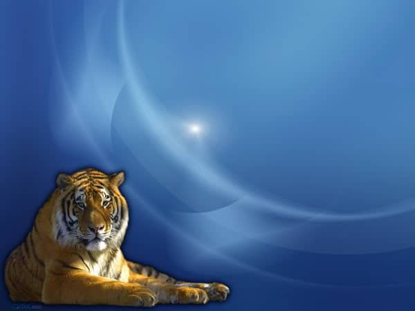 Ecco cosa ne penso di Tiger.... 1 Tiger