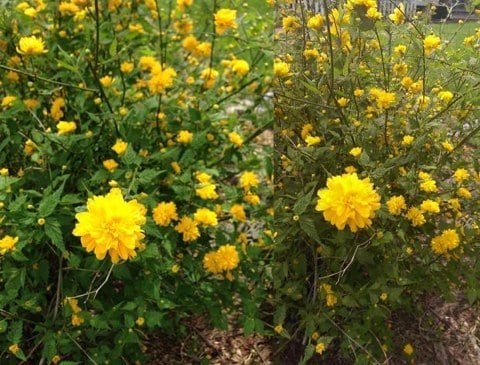 iPhone 5 vs HTC One foto