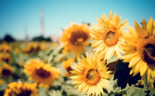 Girasoli