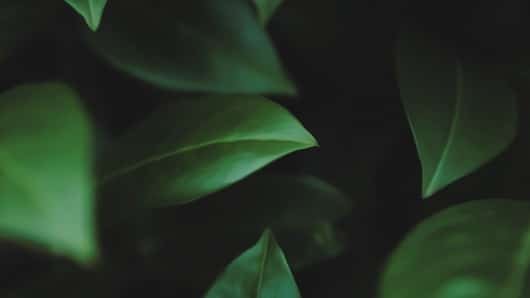 Green Leaf