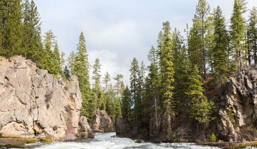 Apple allarga le iniziative sull'ecologia in Cina 1 foreste Apple