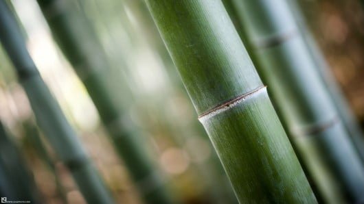 Bamboo
