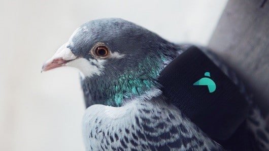 PigeonAir