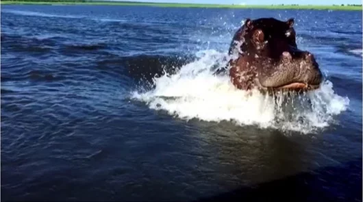 Ippopotamo