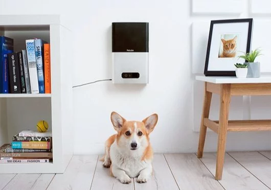 Petcube, il dispositivo per dare da mangiare al cane quando siete via 1 Petcube