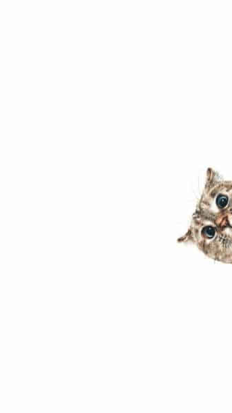 gatto curioso