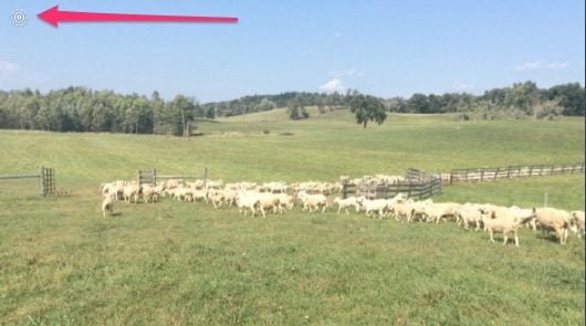 Tumblr Live Photos 530x295 1