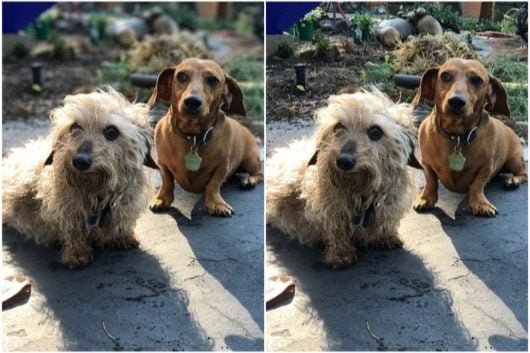 effetto bokeh iPhone