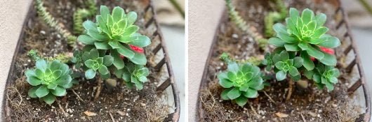 iPhone vs Nikon D800 530x175 1