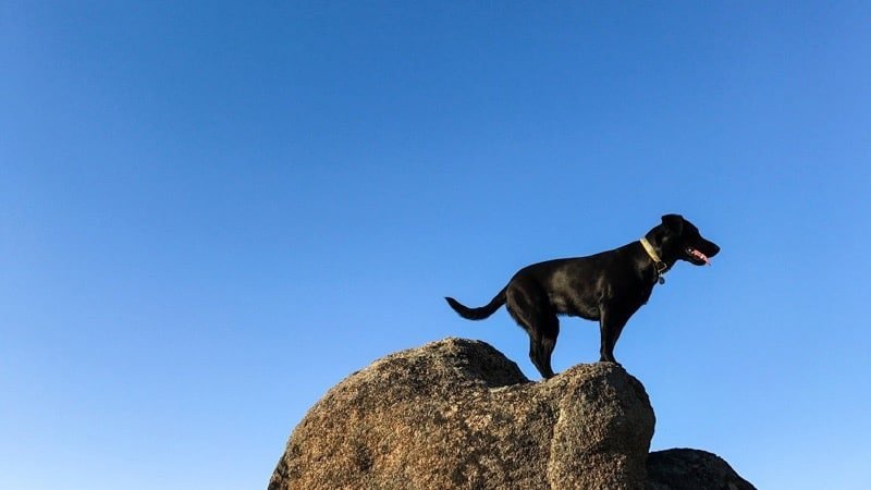 scatti iPhone 7 Plus