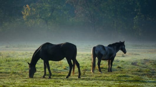 Horses Haze Morning