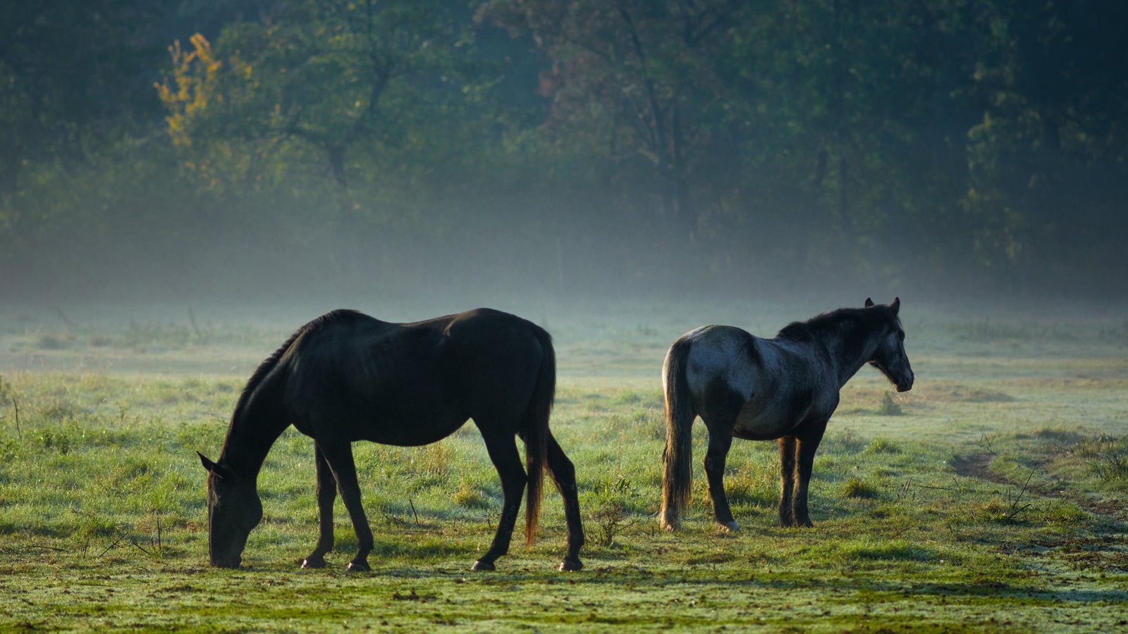 Horses Haze Morning