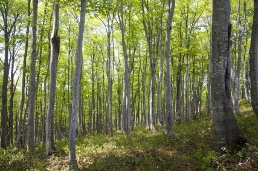 Le foreste ecosostenibili di Apple generano 13.000 tonnellate di legno 1 foresta Apple