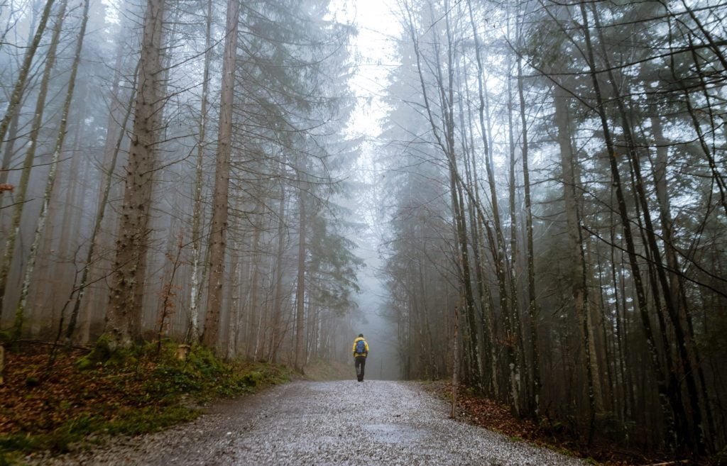 Apple domani festeggia la Giornata della Terra 1 Passeggiata nel bosco