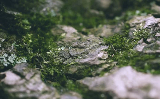 Sfondo: Natura 1 Natura