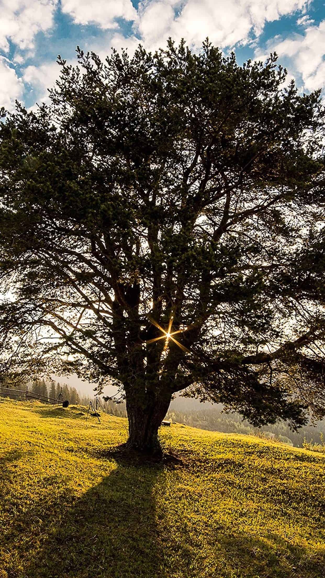 Tree Sunshine
