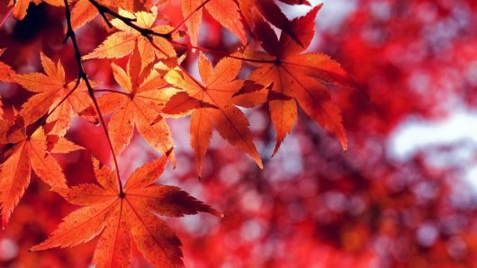 Fall Leaf