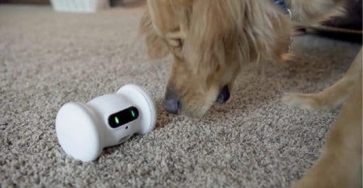 VARRAM, il drone per cani e gatti 1 VARRAM