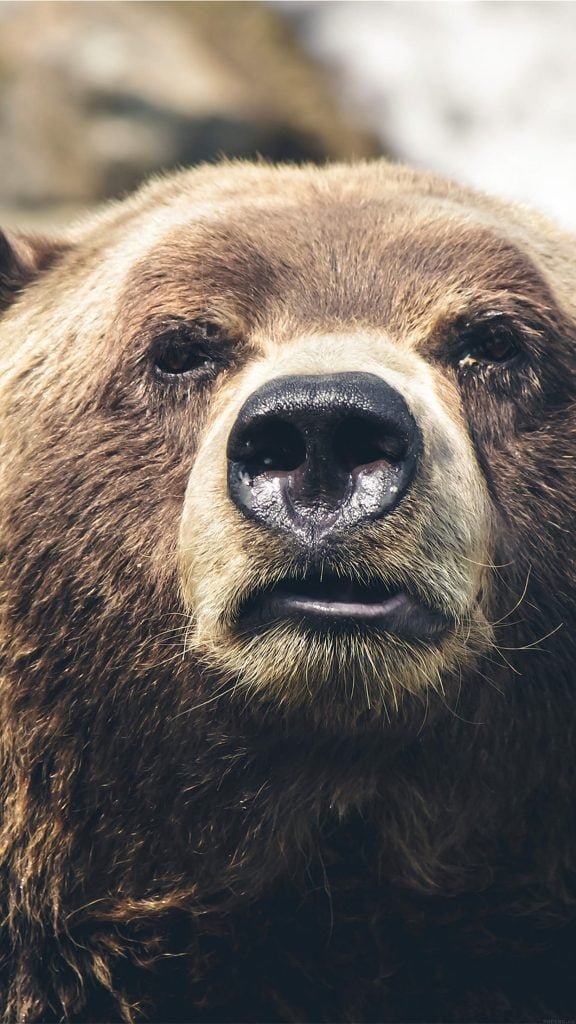 Orso