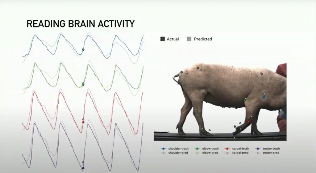 Neuralink, il chip che Elon Musk vuole metterci nel cervello 2 Maiali usati per testare il chip Neuralink