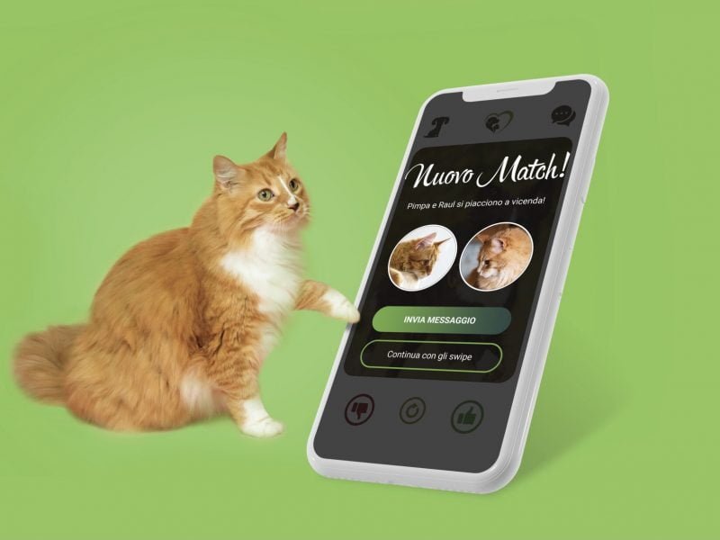 Pedigreender, l’app di incontri per animali 2 Pedigreender