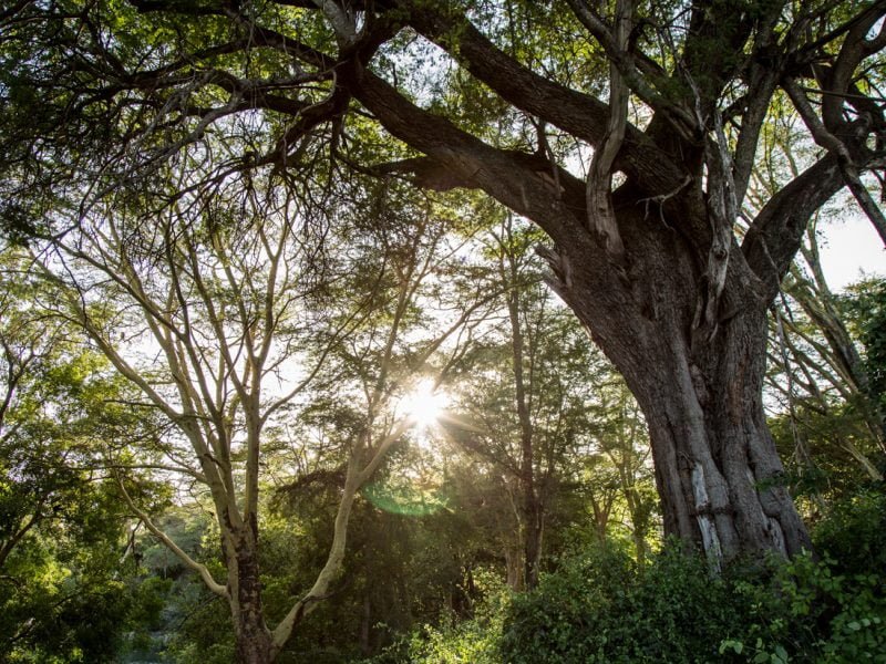 Apple mette sul piatto 200 milioni di $ per eliminare 1 milione di tonnellate di CO2 4 Chyulu Hills