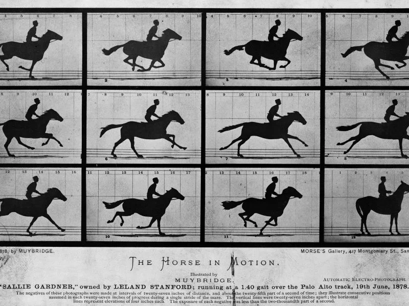 Cavallo